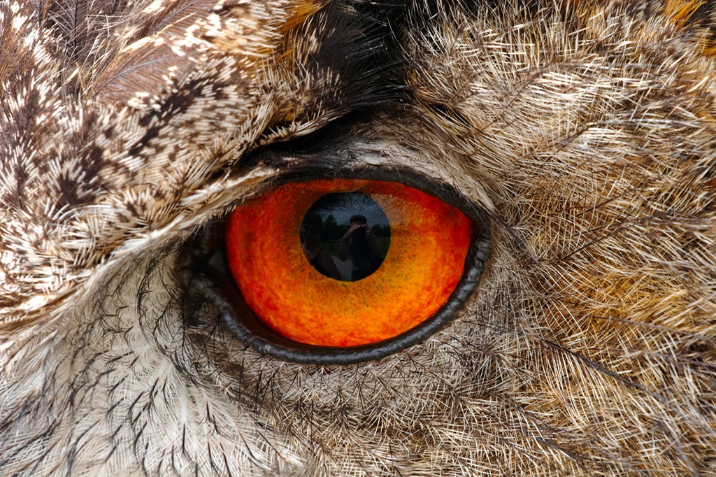 Native American (Iroquois) Folklore - Why the Owl Has Big Eyes